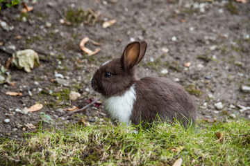 side portrait of a cute brown bunny with half the chest covered with white fur sitting on green grassy ground