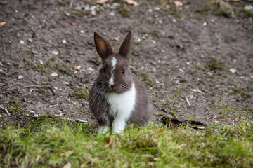 portrait of a cute brown bunny with half the chest covered with white fur sitting on green grassy ground