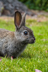 Naklejka na ściany i meble close up portrait of a cute grey rabbit laying on green grass field 