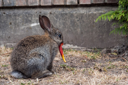 cute grey bunny sitting on dry grass field against concrete wall back facing you while eating a red flower
