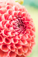 close up of the flower surface of red dahlia flower with blurry background