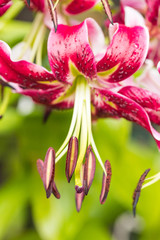 close up of the long pollen of  beautiful pink stargazer lily flower in the garden with blurry green background