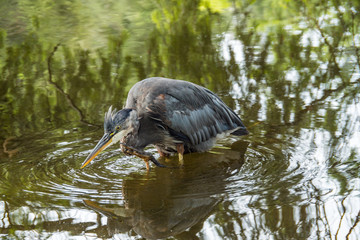 one great blue heron standing in the pond scratching its head with its foot