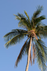 Coconut palm leaves against a clear blue sky. Tropical background