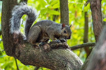 one cute brown squirrel sitting on the split of tree trunk staring at you with dense green leaves at the background