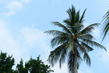 Obraz na płótnie Canvas Coconut palm against a clear blue sky. Tropical background