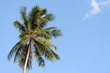 Coconut palm against a clear blue sky. Tropical background