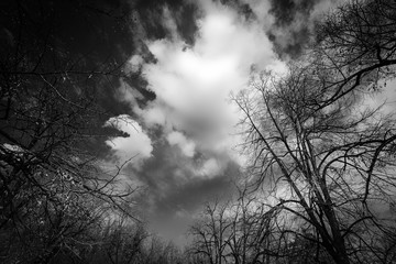 Sky, branches and clouds