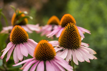 bunch nicely shaped cornflowers with big orange stamen and pink petals blooming in the garden with blurry green background