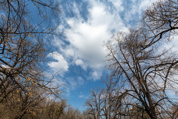 Sky, branches and clouds