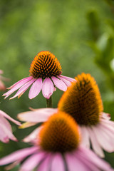 bunch nicely shaped cornflowers with big orange stamen and pink petals blooming in the garden with blurry green background