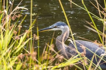 close up of one young great blue heron fishing inside pond behind tall green grasses