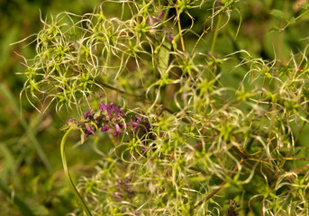 Decorative flowers in the garden