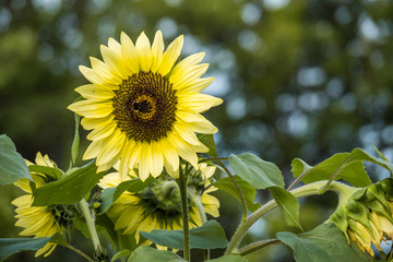 close up of one beautiful yellow sunflower blooming in the garden on sunny morning with blurry green background