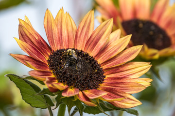 one beautiful orange sunflower blooming in the garden under the sun with a bumble bee pollinating on top of the stamen