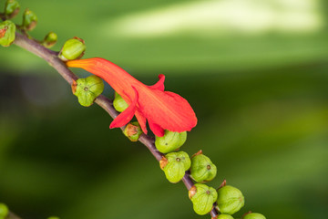 a branch of crocosmia plant with one red flower blooming over the buds in the garden with blurry green background