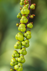 a branch of crocosmia plant filled with small green ball shaped buds with blurry green background