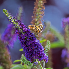 Painted Lady perching on a lilac blossom