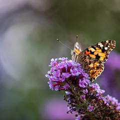 butterfly painted lady on purple flowering bush