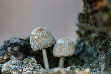 mushroom in forest