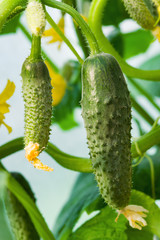A fresh small cucumber grows on a stem in a greenhouse. in the garden in spring, summer