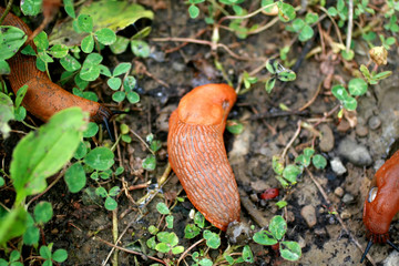 Large slugs of orange color. Red slugs.