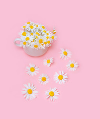 chamomile in a Cup and daisy flowers on pink background. minimalism style.  fresh chamomile flowers, tea concept, organic healthy beverage. copy space
