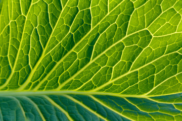 The texture of the cabbage leaf close-up on the clearance.
