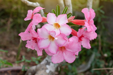 Fresh pink desert rose, mock azalea, pinkbignonia or impala lily flowers bloom on blur nature background.