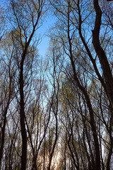 Sun setting through tree crowns in early spring. Sunlight sun rays shine through crowns of willow trees with young green foliage in the forest