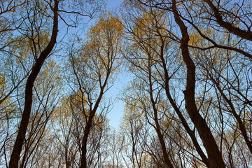 Trunks and young green foliage of willow trees in forest against blue sky. Bottom view