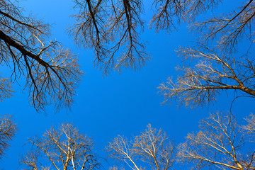 Crowns of poplar trees with young green foliage in early spring view from below into the blue sky....
