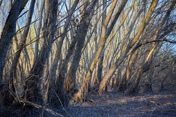 Trunks of inclined willows on the banks of the Danube River in early spring