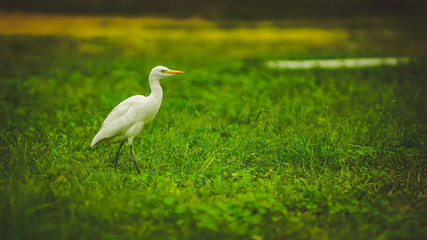 white bird in local park 