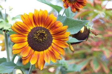 Obraz premium sunflower in garden