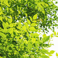 Fresh green leaves With sunlight in the morning. Natural background