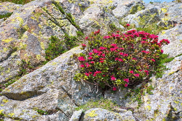 Closeup shot of rhododendron growing among the rocks in Brenta Dolomites