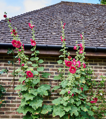 Hollyhocks from a distance