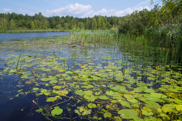 forest lake with water lilies