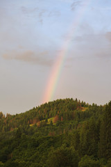 Rainbow in the blue sky over the pine forest.
