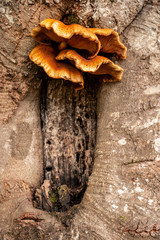 mushrooms on tree