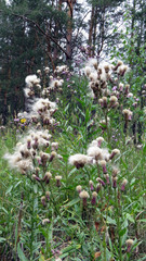 Wild flowers among the grass in the forest