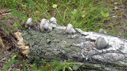 Mushroom on broken stump among grass in summer forest