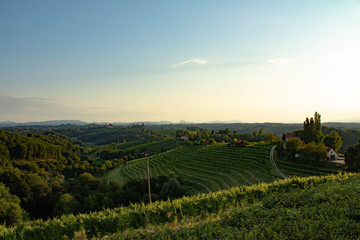 Vineyard countryside landscape