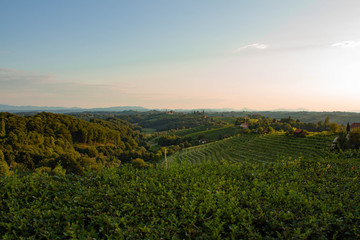 Slovenian vineyard landscape