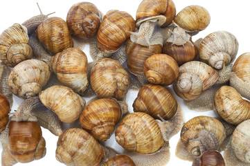 many grape snails - gastropod clam on a white background
