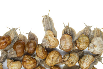 many grape snails - gastropod clam on a white background