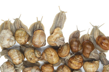 many grape snails - gastropod clam on a white background