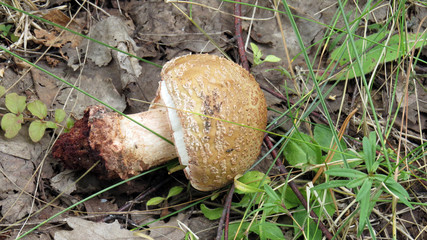 Broker poisonous fly agaric in the forest