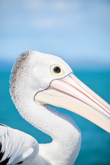 Wild pelican at Urangan Pier Hervey Bay Queensland Australia